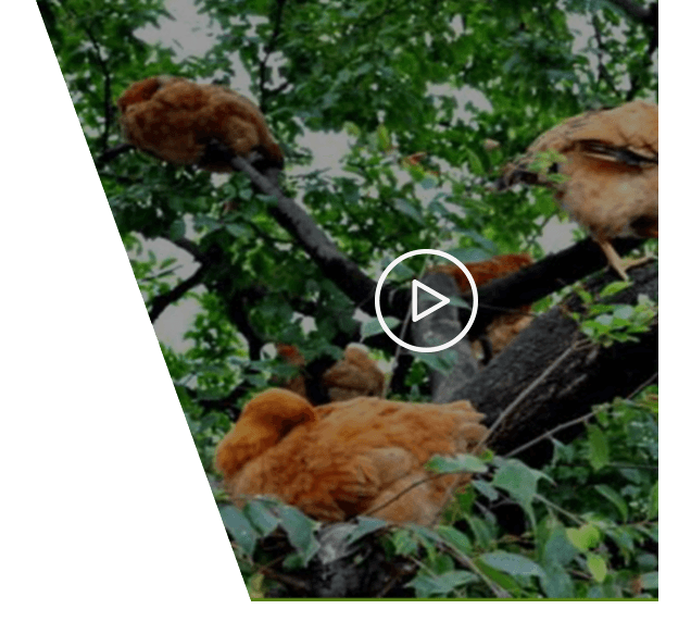 散養土(tǔ)雞蛋廠(chǎng)家(jiā)